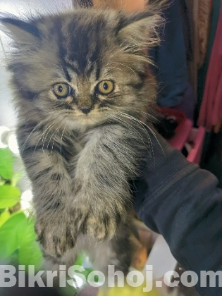 Persian tabby kittens